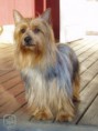/album/mala-plemena-psu/australsky-silky-terier-3-jpg2/