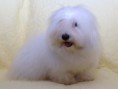 /album/mala-plemena-psu/coton-de-tulear-jack-jpg2/